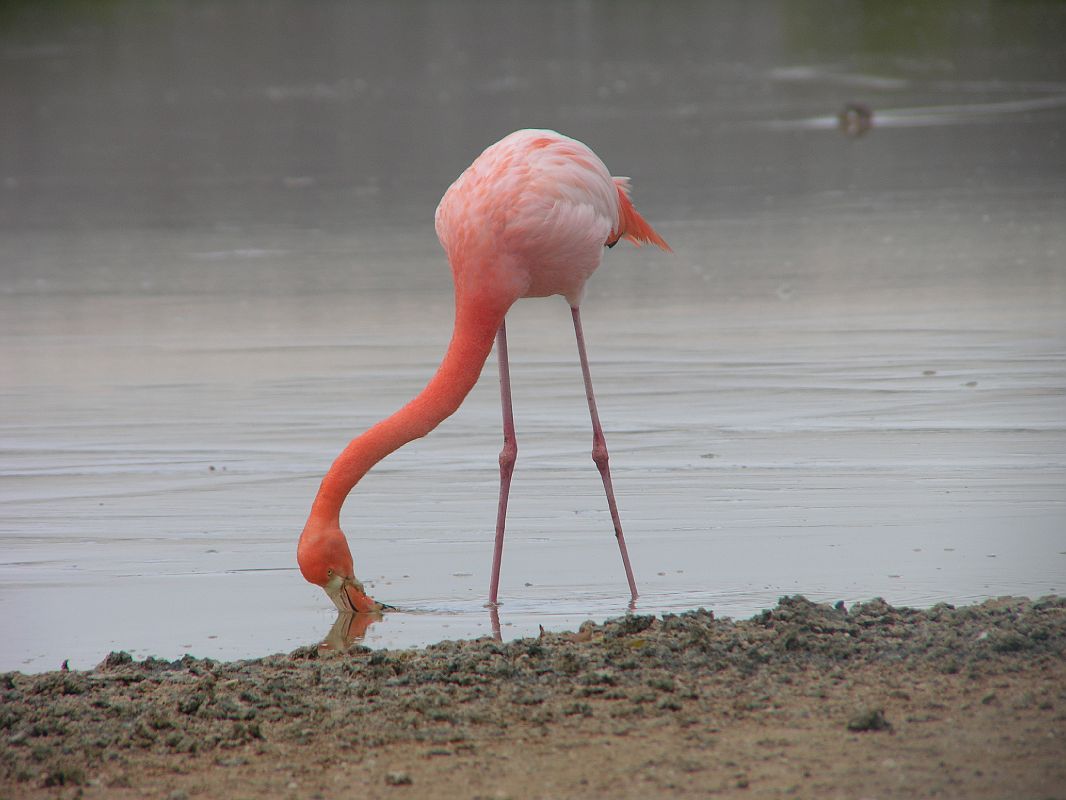 Galapagos 4-1-05 Floreana Punta Cormorant Flamingo Feeding Close Up